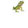 Lizards Lizard