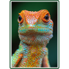 Lizards Lizard