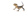 Lizards Lizard