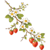 Strawberry branch with flowers illustration