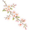 Illustration de branche de cerisier