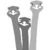 Nandu, ostrich head, emu, ostrich