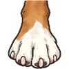 Paw Print Illustration