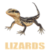 Lizards Lizard