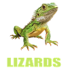 Lizards Lizard