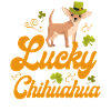Chihuahua Chihuahueño Lucky