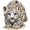 Sia Snow Leopard