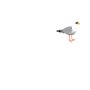 Büsum Seagull