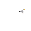 Fehmarn Möwe