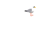 Kiel Original