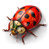 Red Ladybug Pattern Shirt