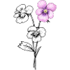 Pansy Flower Illustration