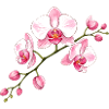 Orkidéblomstergren Illustration Blomstermotiv