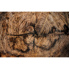 Close up of an acacia trunk