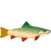Fih Sjov Fisk Mænds Fiskeri Fih
