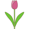 Tulip Bloom Pink