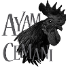 Ayam Cemani - Hühner Fans -  Hahn - Gockel 