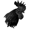 Ayam Cemani - Chicken Fans - Rooster - Rooster