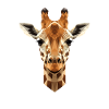 Giraff Afrika Kærlighed Safari Vildmark Søde giraffer