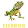 Lizards Lizard