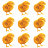 Chickens Fans - - Rooster - Chicks