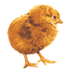 Chickens Fans - - Rooster - Chicks