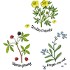 Natural herbs