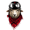 Pilot sheep in bomber look