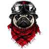 Combative pug in pilot look