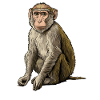 Macaque Macaque