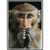 Macaque Macaque