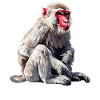 Macaque Macaque