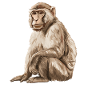 Macaque Macaque