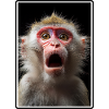 Macaque Macaque