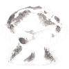 Guitariste de Bigfoot