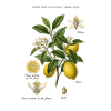 Ramo botanico vintage Lemon Tree