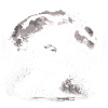Bigfoot Rugby