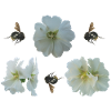 Hollyhocks with bumblebees