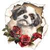 Shih Tzu med rosor