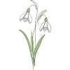 Snowdrop Line Art Illustration