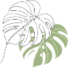 Monstera Leaf Line Art Illustration