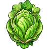 Lettuce Head