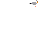 Amrum with schnapps seagull