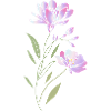 Freesia Flowers Illustration
