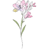 Freesia Flowers Illustration