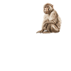 Macaque Macaque