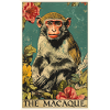 Macaque Macaque