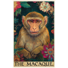 Macaque Macaque
