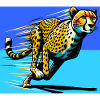 cheetah