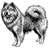 Eurasier | Good Girl